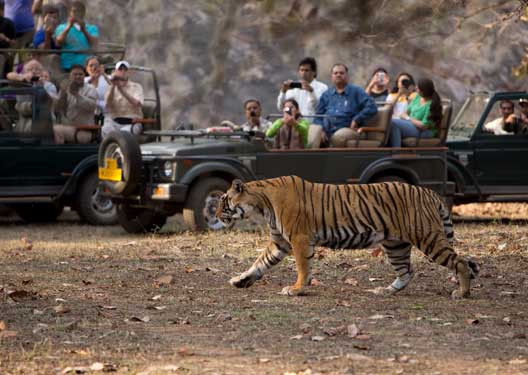 traveldilse-Memorable Ranthambore